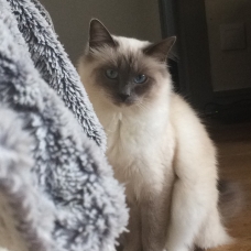 Image pour l'annonce Adorable Sacré de Birmanie