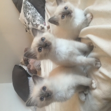 Image pour l'annonce Adorable Sacré de Birmanie