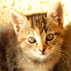 Image pour l'annonce donne chaton
