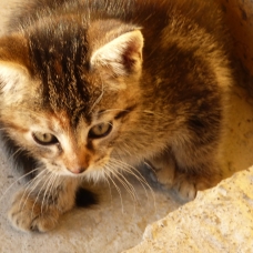 Image pour l'annonce donne chaton