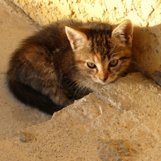 Image pour l'annonce donne chaton