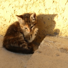 Image pour l'annonce donne chaton