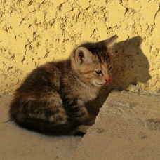 Image pour l'annonce donne chaton