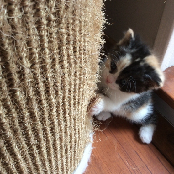 Image pour l'annonce Donne chaton