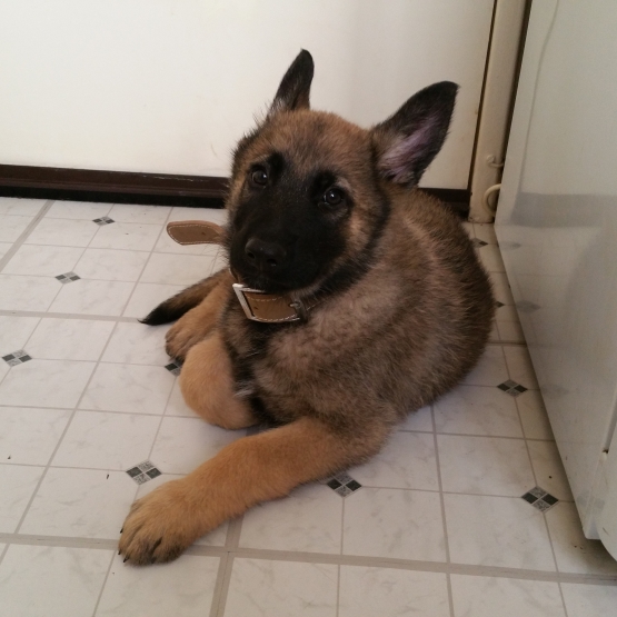 Image pour l'annonce Chiot berger allemand