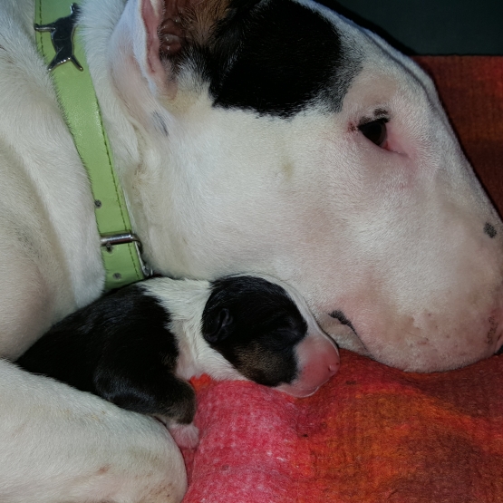 Image pour l'annonce a reserver bull terrier lof