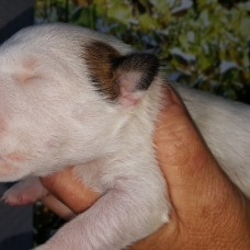 Image pour l'annonce a reserver bull terrier lof