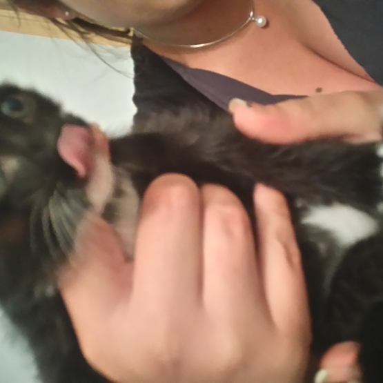 Image pour l'annonce Donne chaton
