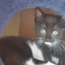 Image pour l'annonce Donne chaton