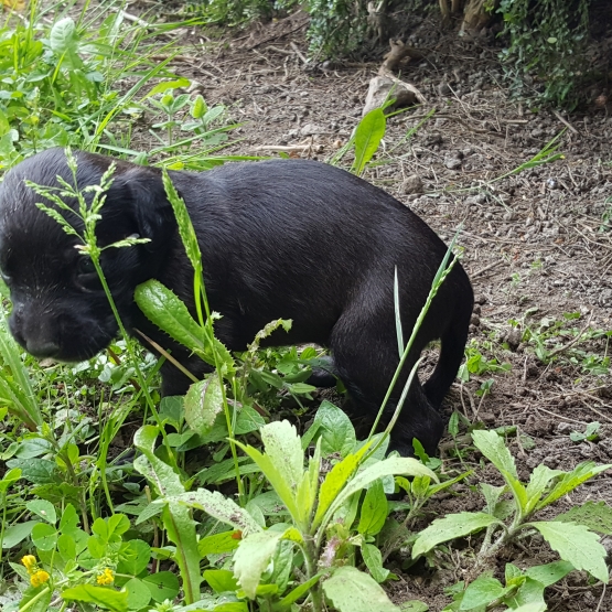 Image pour l'annonce Donne chiot labrador croisé épagneul