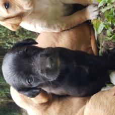 Image pour l'annonce Donne chiot labrador croisé épagneul