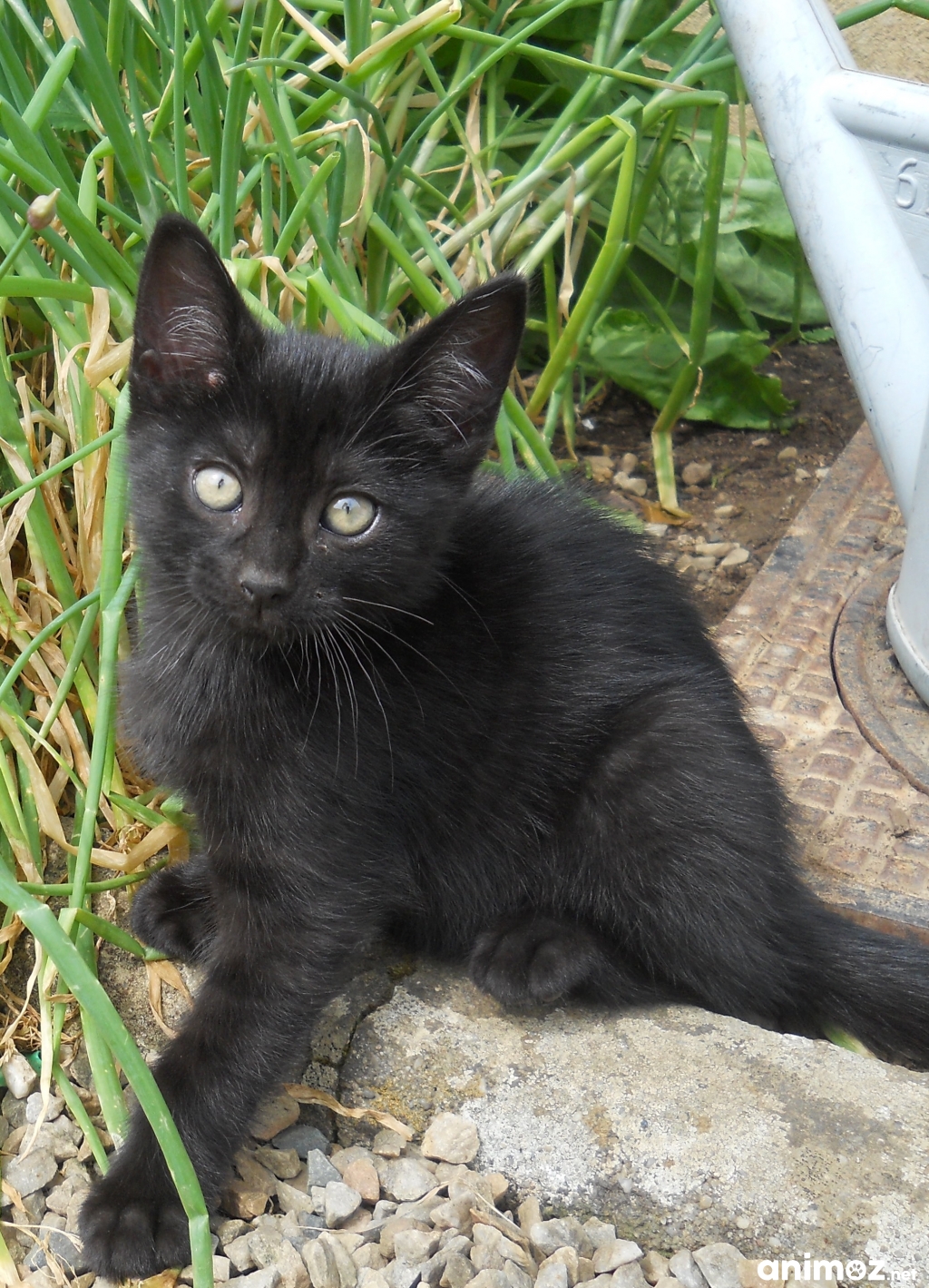 Donne Chatons Orne (61) GRATUIT sur
