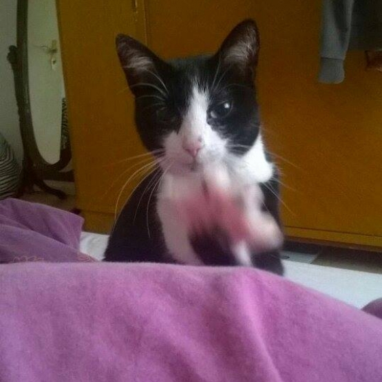 Image pour l'annonce 2 chats cherchent nouvelle maison