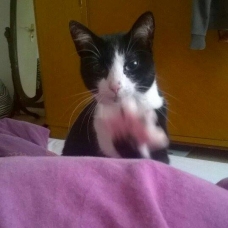 Image pour l'annonce 2 chats cherchent nouvelle maison