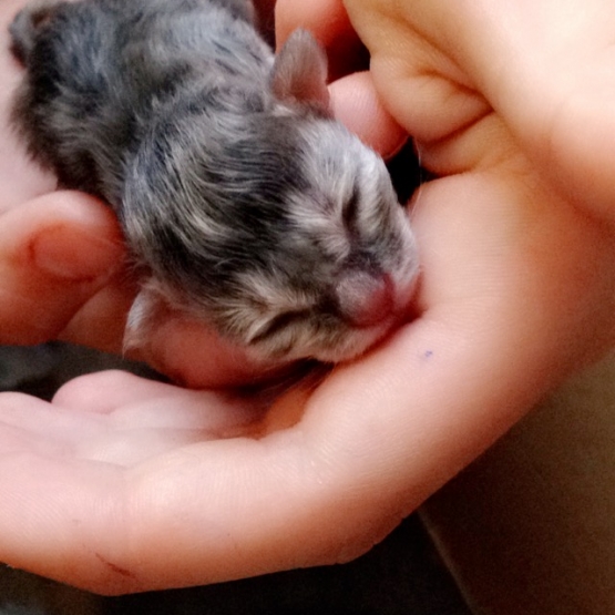 Image pour l'annonce Chaton Gris.