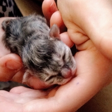Image pour l'annonce Chaton Gris.