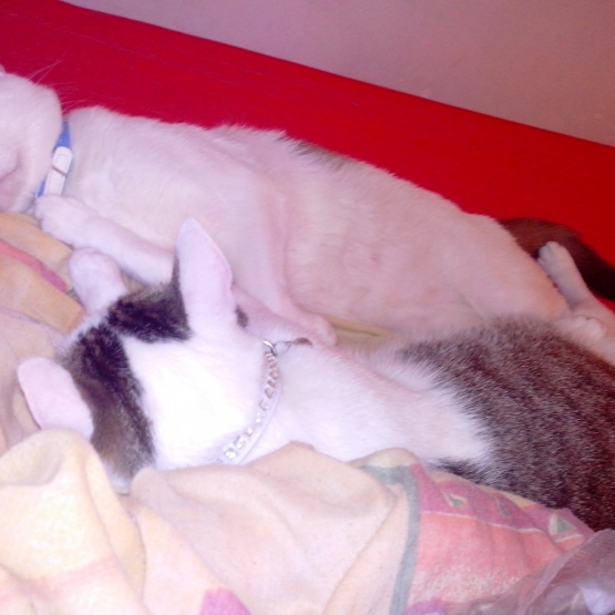 Image pour l'annonce Donne 2 chats