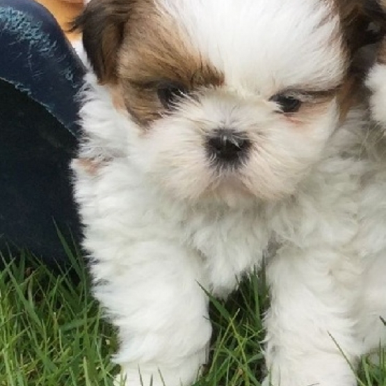 Image pour l'annonce 5 chiots types shih tzu