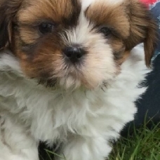 Image pour l'annonce 5 chiots types shih tzu