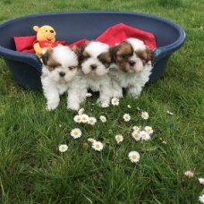 Image pour l'annonce 5 chiots types shih tzu
