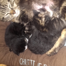 Image pour l'annonce donne 2 chatons