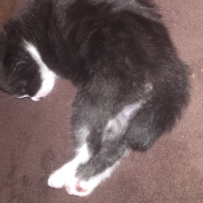 Image pour l'annonce donne 2 chatons