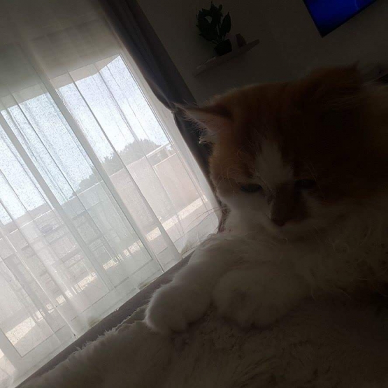 Image pour l'annonce Donne chaton