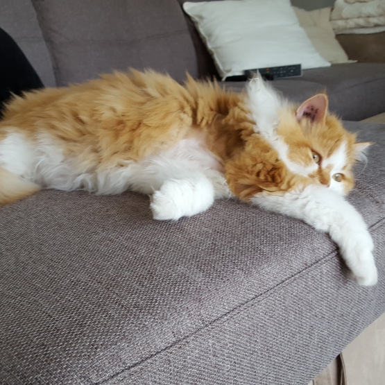 Image pour l'annonce Donne chaton