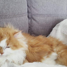 Image pour l'annonce Donne chaton