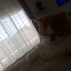 Image pour l'annonce Donne chaton