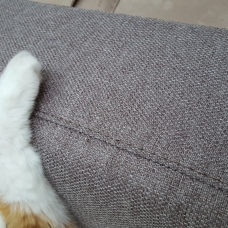 Image pour l'annonce Donne chaton