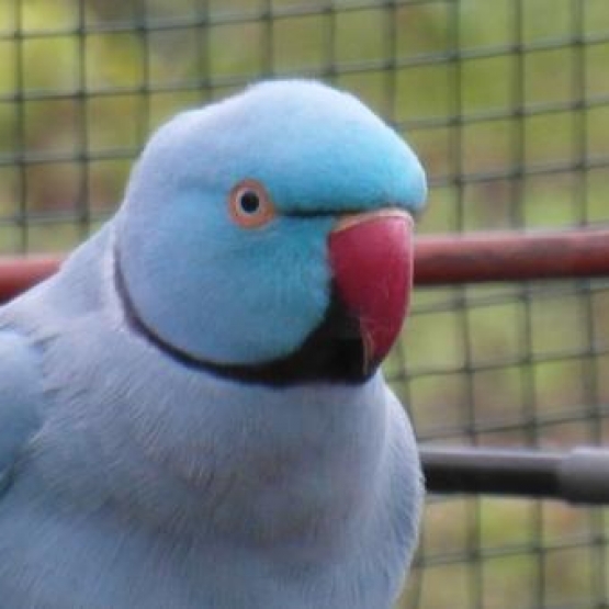 Image pour l'annonce Recherche don d'oiseaux