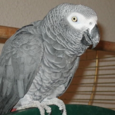 Image pour l'annonce Recherche don d'oiseaux
