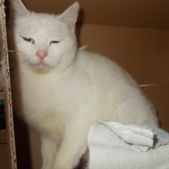 Image pour l'annonce Lyna, femelle blanche à adopter