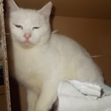 Image pour l'annonce Lyna, femelle blanche à adopter
