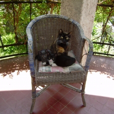 Image pour l'annonce 2 adorables chatons type européen