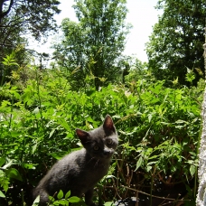 Image pour l'annonce 2 adorables chatons type européen