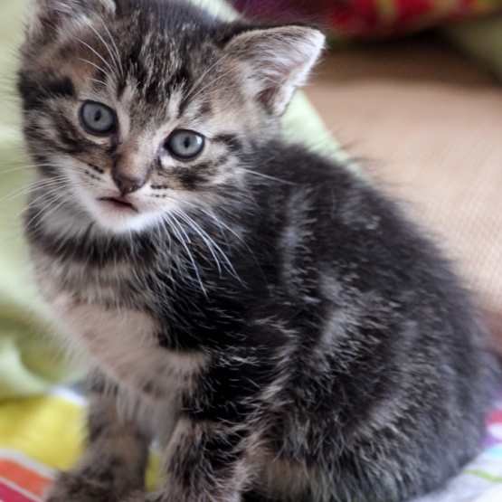 Image pour l'annonce 3 petits chats à donner
