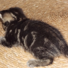 Image pour l'annonce 3 petits chats à donner