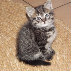 Image pour l'annonce 3 petits chats à donner