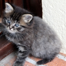 Image pour l'annonce 3 petits chats à donner