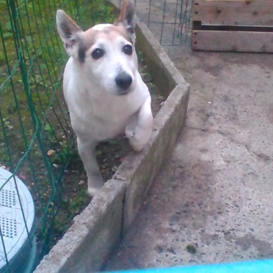 Image pour l'annonce Donne jack russell