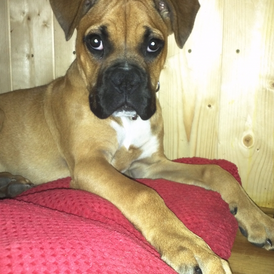 Image pour l'annonce Boxer femelle 4 mois