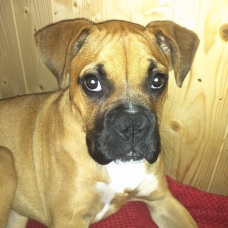 Image pour l'annonce Boxer femelle 4 mois