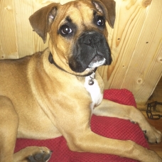 Image pour l'annonce Boxer femelle 4 mois