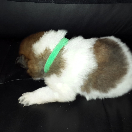 Image pour l'annonce chiots type Eurasier