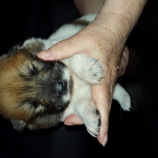 Image pour l'annonce chiots type Eurasier