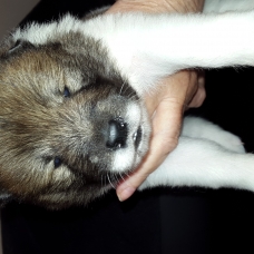Image pour l'annonce chiots type Eurasier