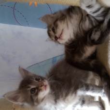 Image pour l'annonce aq reserver chatons maine coon LOOF