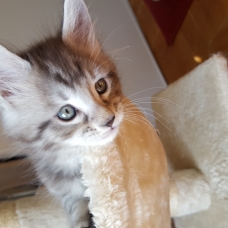 Image pour l'annonce aq reserver chatons maine coon LOOF